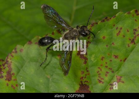 Grass carrying wasp (Isodontia mexicana) on a leaf, Baden-Wuerttemberg, Germany Stock Photo