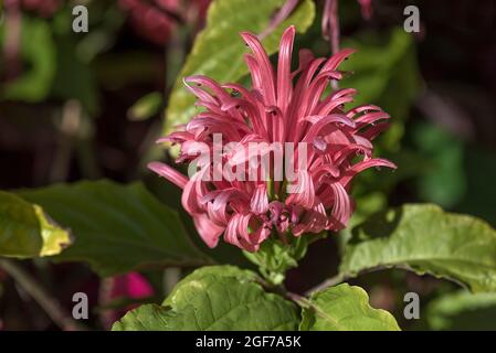 Brazilian Plume Flower (Justicia carnea), Botanical Garden, Erlangen, Bavaria, Germany Stock Photo