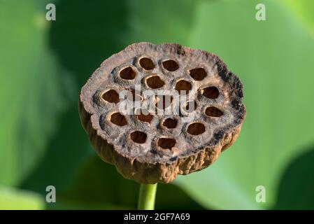 Empty seed capsule of a Lotus (Nelumbo), Botanical Garden, Erlangen, Bavaria, Germany Stock Photo