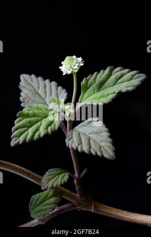 Aztec sweet herb, Lippia dulcis, Germany Stock Photo