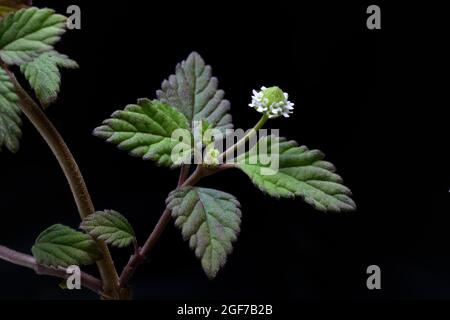 Aztec sweet herb, Lippia dulcis, Germany Stock Photo