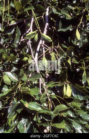 Beech Tree India Indian Beech, Pongamia pinnata, india Stock Photo - Alamy
