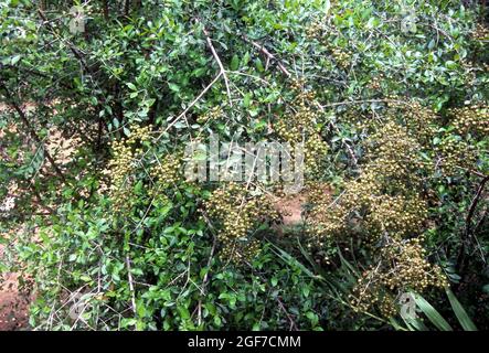 Lawsonia inermis linn: Henna, Egyptian priven, cypress shrub; Mehanti, Hena, Tamil Nadu, India Stock Photo