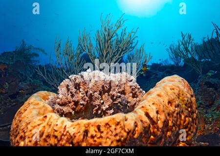 Lettuce corral sp (Agaricia agaricites) in Orange elephant ear sponge (Agelas clathrodes), back coral reef, Caribbean Sea near Maria la Gorda, Pinar Stock Photo