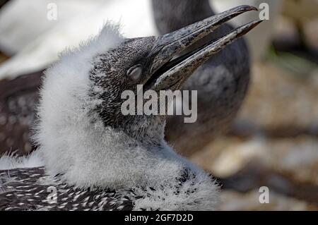 Gannet chick with open beak and closed eyes, juvenile plumage, Bonevatura Island, National Park, Quebec, North America, Canada Stock Photo