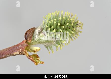 Goat willow (Salix caprea), Female flower, Germany Stock Photo