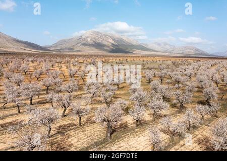 Cultivated almond trees (Prunus dulcis) in full blossom in February, aerial view, drone shot, Almeria province, Andalusia, Spain Stock Photo