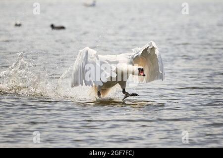 Mute swan running on water (Cygnus olor) Stock Photo