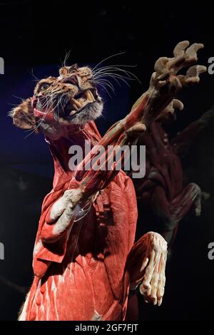 Taxidermy, Plastinate, Leopard, Body Worlds Museum, People Museum, Berlin, Germany Stock Photo