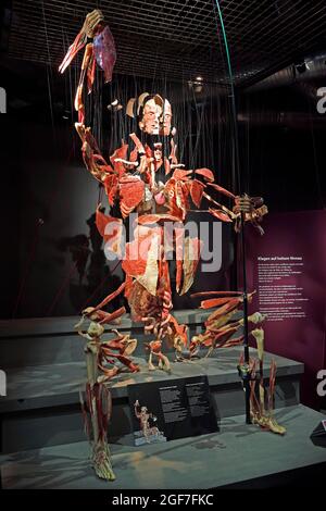 Taxidermy, Plastinate, Angler, Body Worlds Museum, People Museum, Berlin, Germany Stock Photo