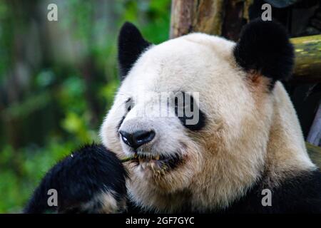 Nice panda in Chengdu city Sichuan province China Stock Photo