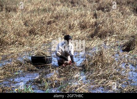 Harvesting paddy, rice in knee-deep water, Kuttanad, Kerala, India ...