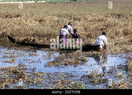 Harvesting paddy, rice in knee-deep water, Kuttanad, Kerala, India ...