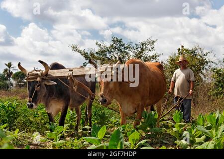 Farmer, Cuban, ploughing tobacco field with two oxen and plug, Las Tunas province, Caribbean, Cuba Stock Photo