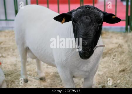 Portrait of cute little white and black dorper lamb at animal exhibition Stock Photo
