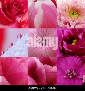 collage of nine pink flowers, rose, tulip, dianthus, lavatara, lisanthus, gerbera Stock Photo