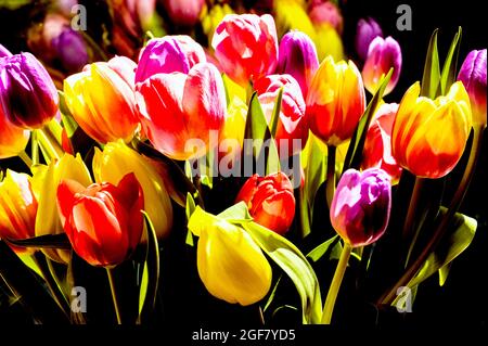 Colourful bunch of tulips; Bunter Tulpenstraß Stock Photo