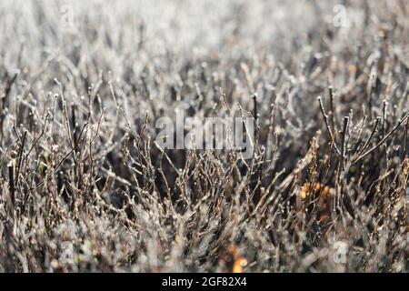In the morning hoarfrost the twigs of a bush illuminated by the sun on a blurry background closeup Stock Photo