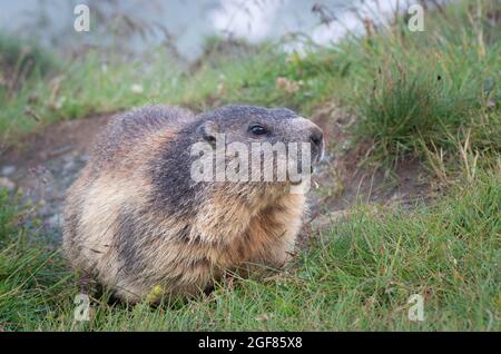 Marmots at the Kaiser-Franz-Josefs Höhe on the Grossglockner Alpine Route, Carinthia, Austria Stock Photo