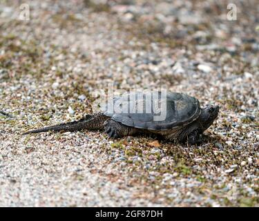 Snapping Turtle close-up profile view walking on gravel in its environment and habitat surrounding displaying dragon tail, turtle shell, paws, nails. Stock Photo