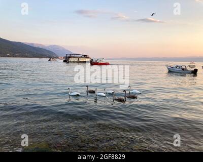 flock of swans swims on Lake Ohrid during sunset Stock Photo