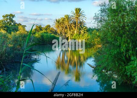 View of landscape of a pond and palm tree, in the wetland nature reserve of En Afek, Northern Israel Stock Photo