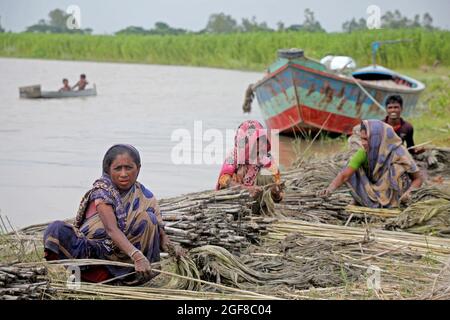 Dhaka, Bangladesh, August 23, 2021: Women farmers from the Munshiganj village during the  jute harvest  to offers it  to the local markets. Jute is an annual harvest that develops in about 120 days from April to August and blooms in tropical lowland areas, it is a product of South Asia, specifically India and Bangladesh, in these countries there is a production between 2.5 and 3.2 million tons annually.  Credit: Maruf Rahman  / Eyepix Group/Alamy Live News Stock Photo