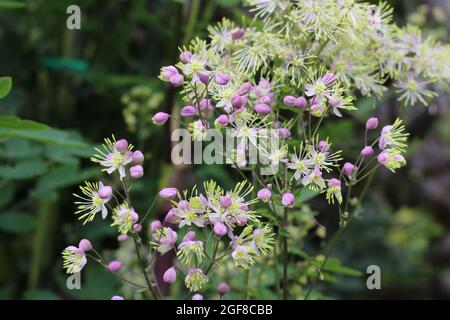 The beautiful pink buds and white flowers of Thalictrum delavayi also known as Chinese Meadow Rue. Growing outdoors in a natural setting. Stock Photo