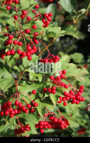 The beautiful red berries of Viburnum opulus against green summer foliage. Also known as Guelder rose or snowball tree. Copyspace above right. Stock Photo