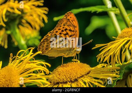 Boloria selene, known as the small pearl-bordered fritillary or as the silver-bordered fritillary, is a species of butterfly of the family Nymphalidae Stock Photo