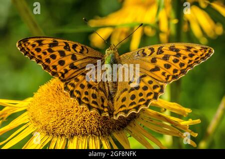 Boloria selene, known as the small pearl-bordered fritillary or as the silver-bordered fritillary, is a species of butterfly of the family Nymphalidae Stock Photo