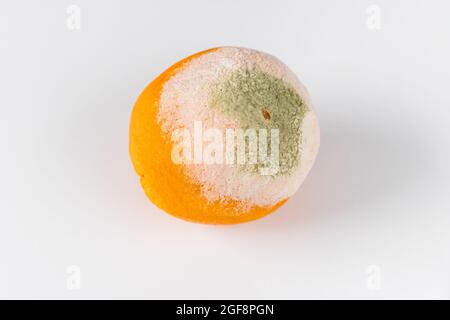 One moldy orange isolated on white background. Stock Photo