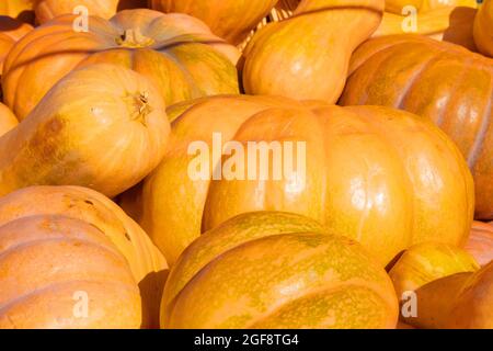 Orange pumpkins close-up. Mini pumpkin at outdoor farmers market in the sunlight Stock Photo