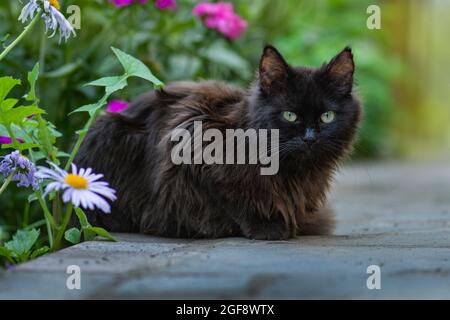 Black cat with flowers outdoor.  Atmospheric moment at nature outdoor. Black cat walks and enjoying a beautiful garden. Stock Photo