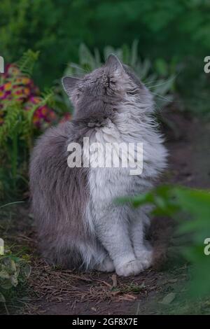 Cat in a spring colorful garden.  Cat is sitting in the garden. Cute kitten among summer flowers in nature basking in the sun Stock Photo