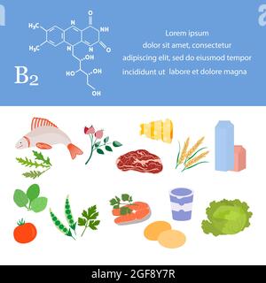 Vector illustration Vitamin B2 sources. Healthy food containing riboflavin enriched with vitamins. Proper natural nutrition, dietetic organic products Stock Vector