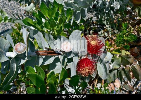 Australia, flowering eucalyptus macrocarpa aka Mottlecah Stock Photo