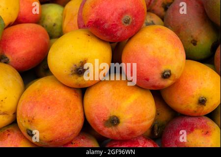 Mangos, juicy stone fruits (drupe), produced from flowering plant genus Mangifera, are on display for sale. Favourite food of Bengalis, being sold at Stock Photo
