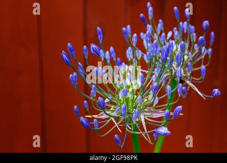 Flora, Flowers, Blue coloured Agapanthus growing outdoor in garden. Stock Photo