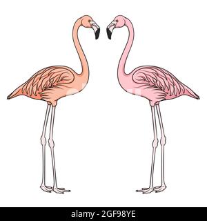 Color vector image of flamingo. Isolated object on white background. Stock Vector