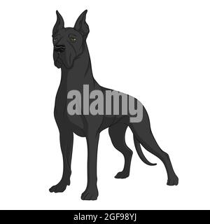 Color image of a black Great Dane. Isolated vector object on white background. Stock Vector