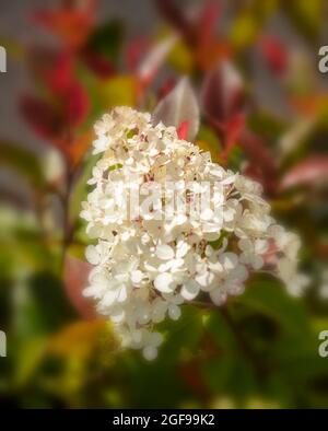 Panicle hydrangea (Hydrangea paniculata 'Candlelight' Stock Photo - Alamy