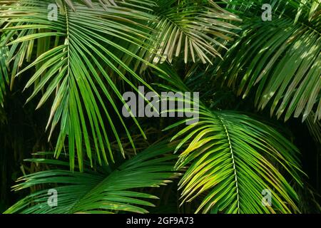Green leaves growing up of a palm tree. Nature abstract stock image. Stock Photo