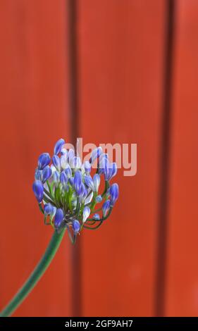 Flora, Flowers, Blue coloured Agapanthus growing outdoor in garden. Stock Photo