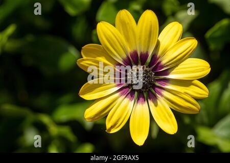 Delightful Osteospermum 'Blue Eyed Beauty’, African daisy 'Blue Eyed Beauty' flower in close-up Stock Photo