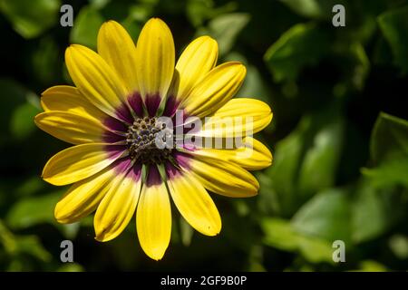 Delightful Osteospermum 'Blue Eyed Beauty’, African daisy 'Blue Eyed Beauty' flower in close-up Stock Photo