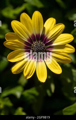 Delightful Osteospermum 'Blue Eyed Beauty’, African daisy 'Blue Eyed Beauty' flower in close-up Stock Photo