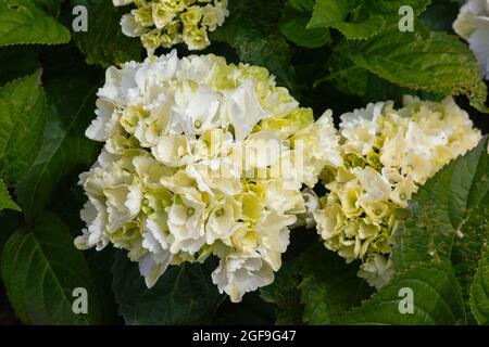 Flora, Flowers, White coloured Hydrangea growing outdoor in garden. Stock Photo