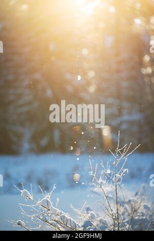 Winter background with snowy branches, diamond dust ice crystals glittering in sunlight Stock Photo