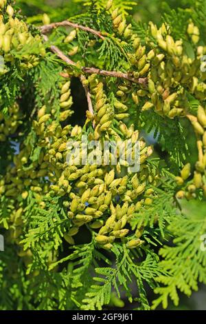 Female cones on the Occidental Arborvitae, Thuja occidentalis Stock Photo